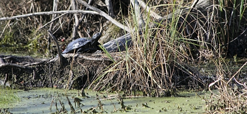 Turtles sunbathing