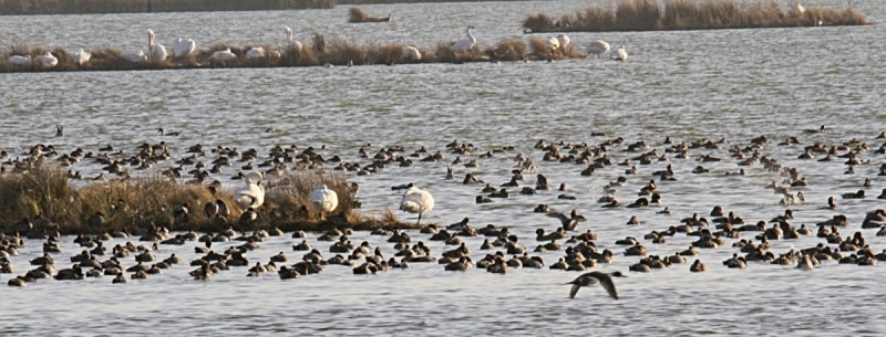 Pea Island NWR