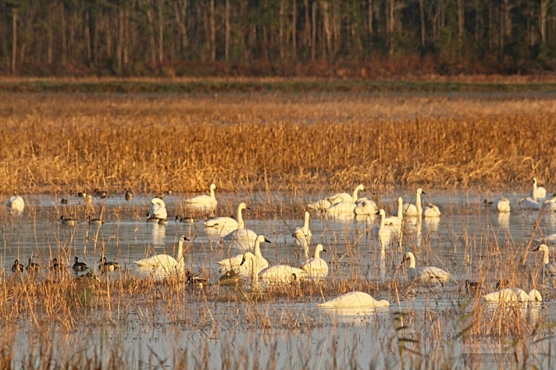 Pea Island NWR