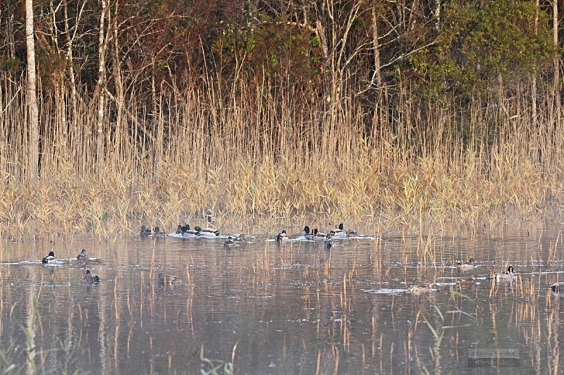 Pea Island NWR