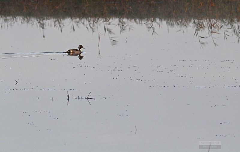 Pea Island NWR