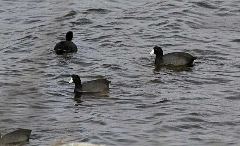 Pea Island NWR