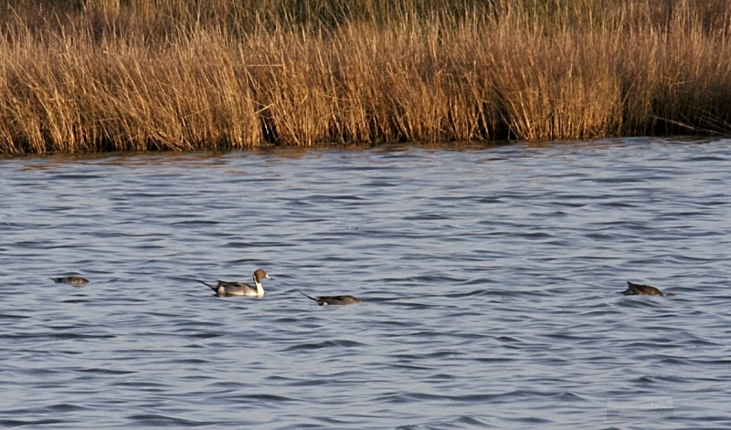 Pea Island NWR